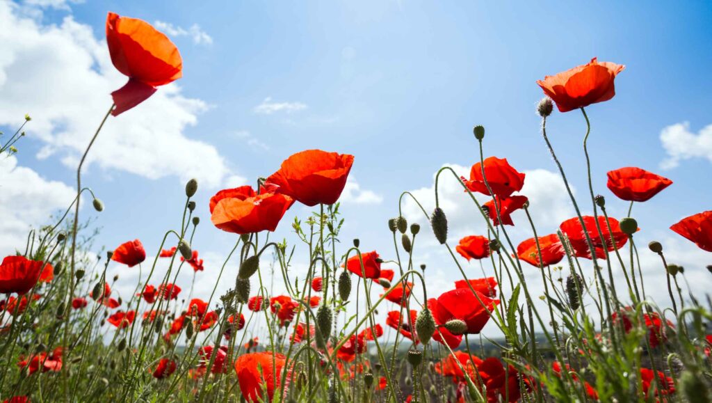 blackburn-with-darwen-council-remembrance-concert-2025