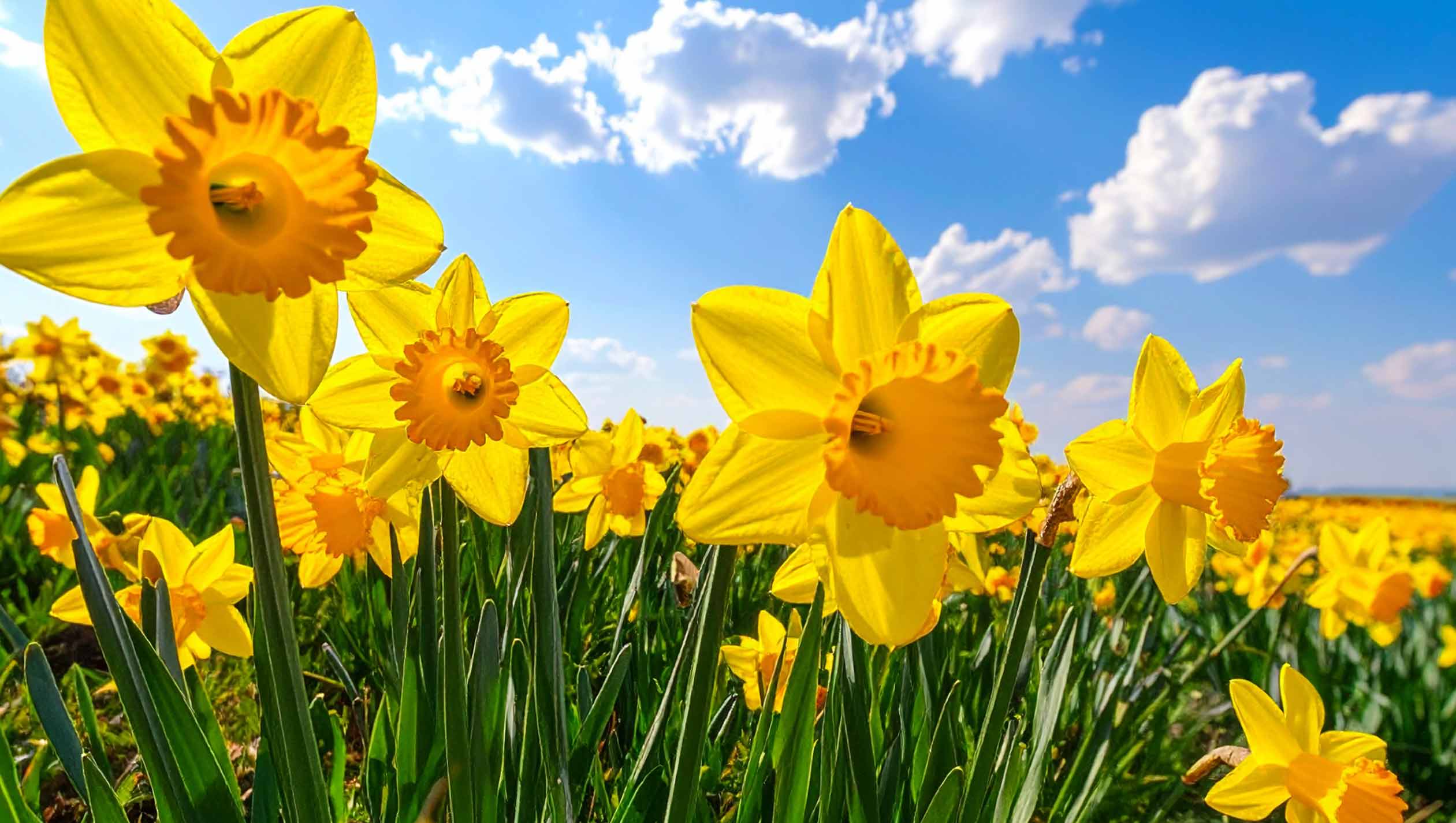 mothering-sunday-2026